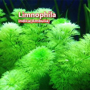 Limnophila indica Ambulia